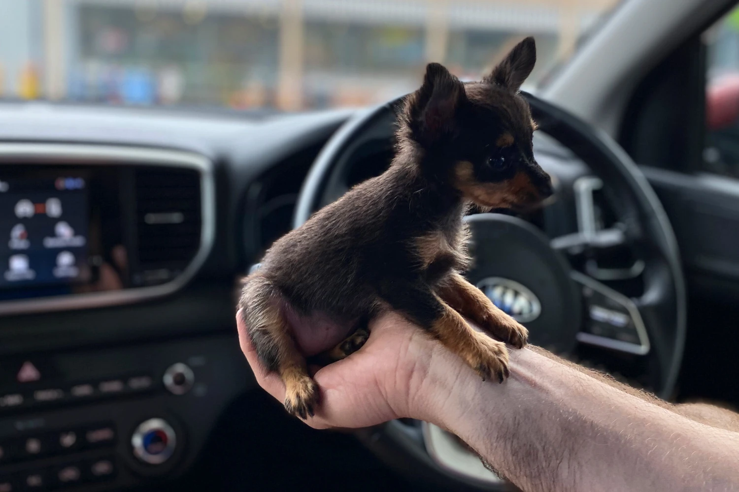 Dog Carrier Purse for Prague Ratter