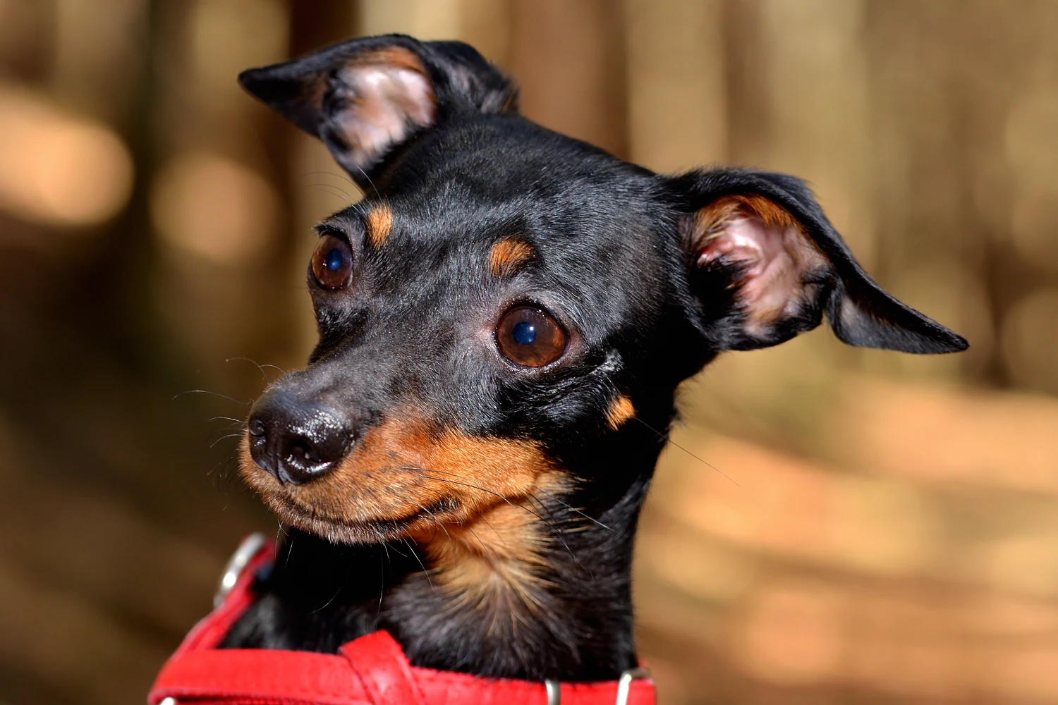 Dog Carrier Purse for Prague Ratter