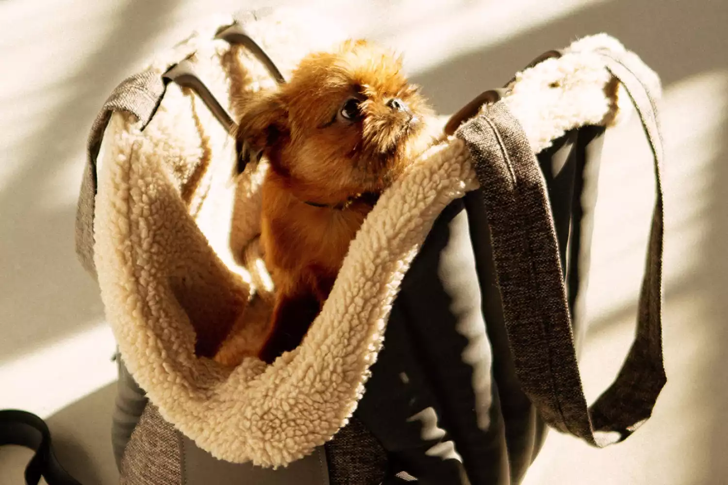 Austrian Pinscher Dog Carrier Car Seat for Kia Sorento