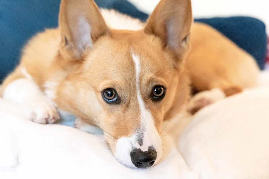 Pet Coat Grooming and Deshedding Glove